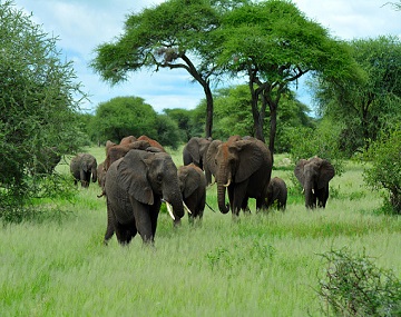 1-day-lake-manyara-national-park-Midrange-Safaris