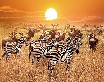 6-days-big-Migration-Safari