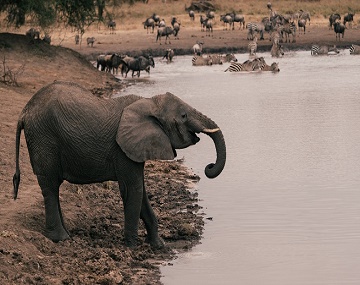 Kilimanjaro Day Hike and Tarangire National Park