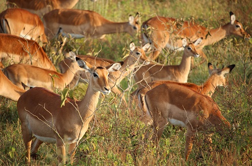 Tarangire day trip tour from Arusha and Moshi Kilimanjaro in 2023, 2024, and 2025